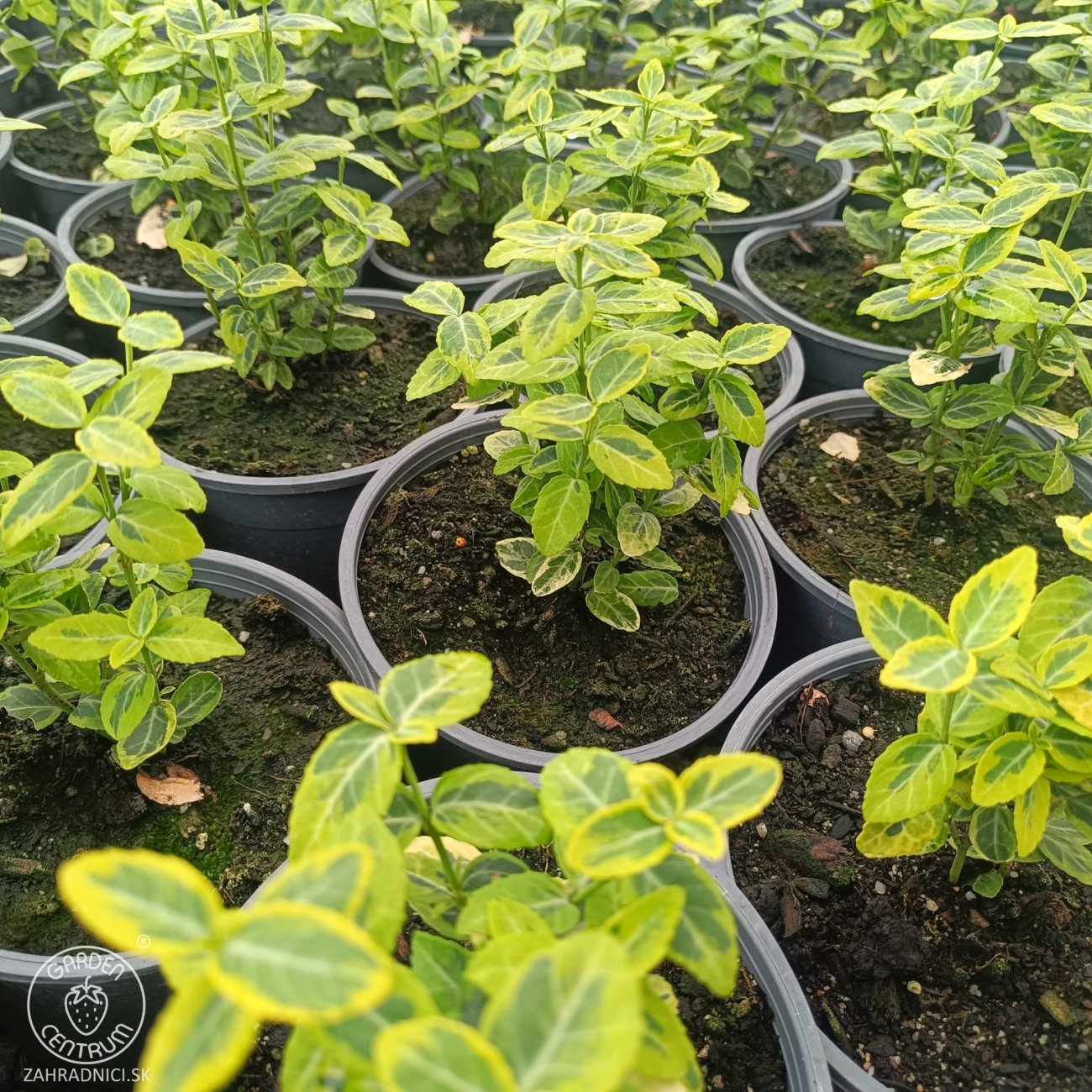 Obrázok Bršlen Fortuneov (Euonymus Fortunei) ´EMERALD´N GOLD´ - výška 10-15 cm, kont. C2L